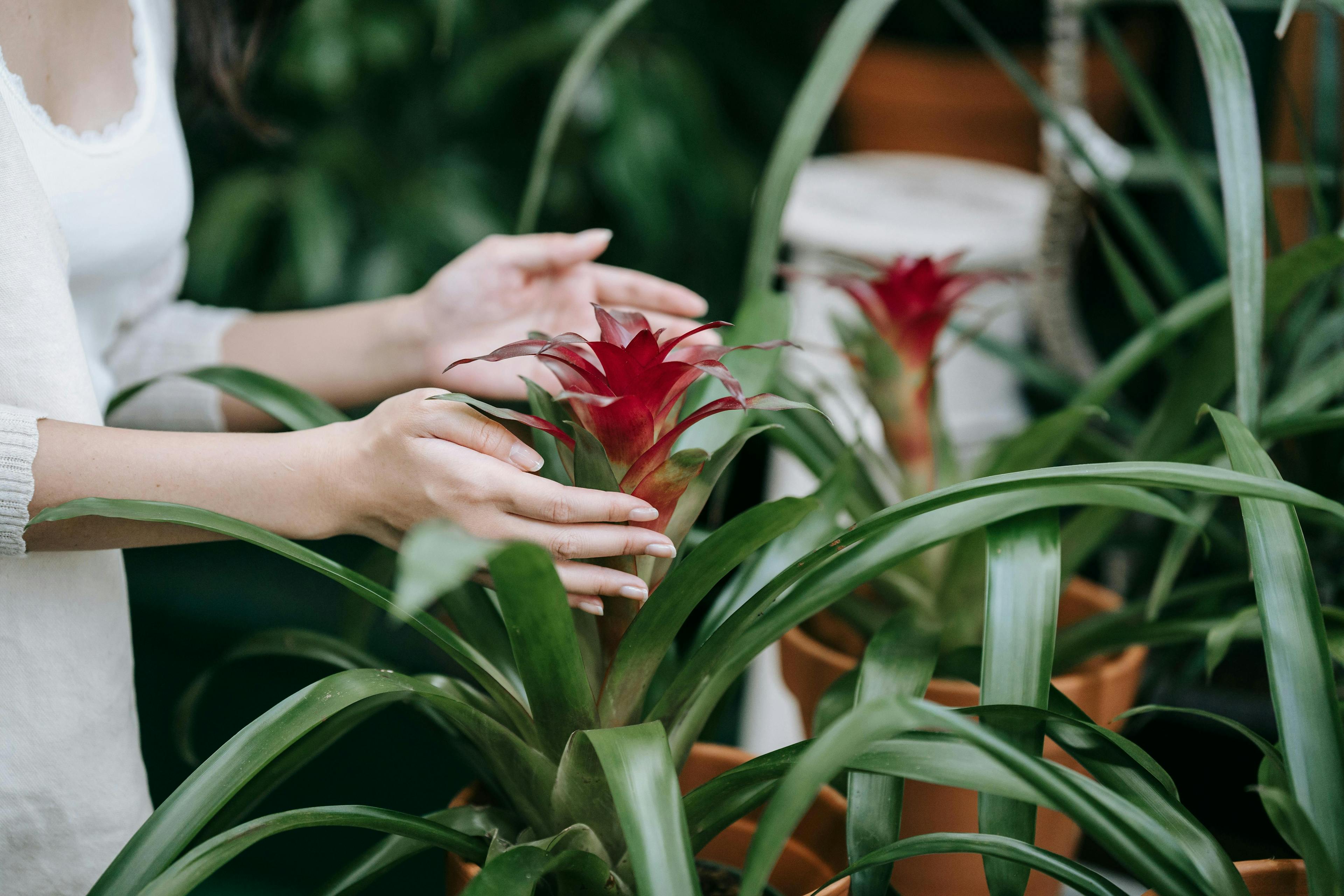 Essential Bromeliads Care Tips | Mavyn